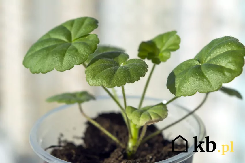 Sadzonki pelargonii w doniczce