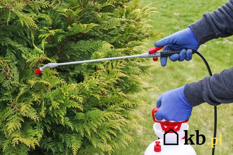 Opryskiwanie krzewu w ogrodzie, a także preparat i oprysk na przędziorki