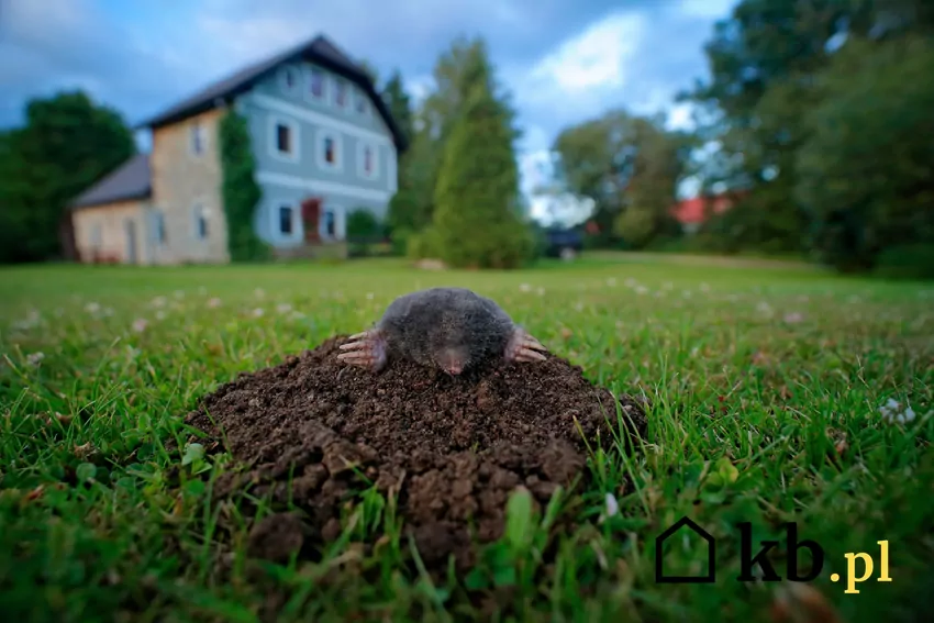 Kret w ogrodzie i trutka