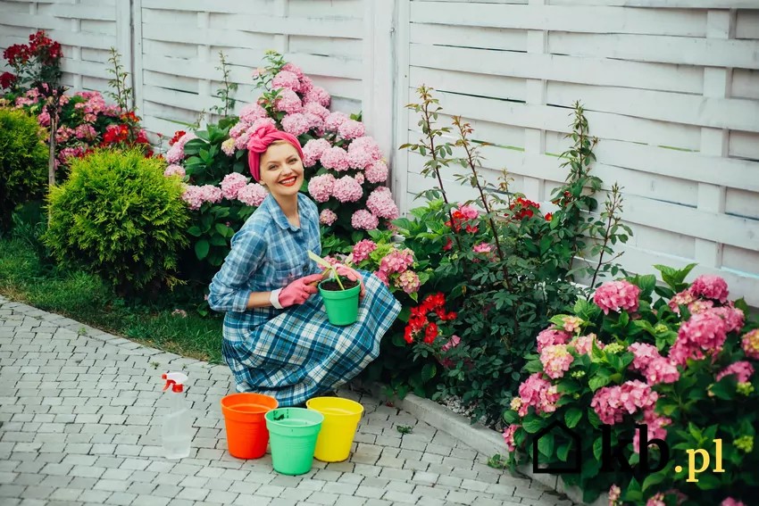 Rozmnażanie hortensji w ogrodzie