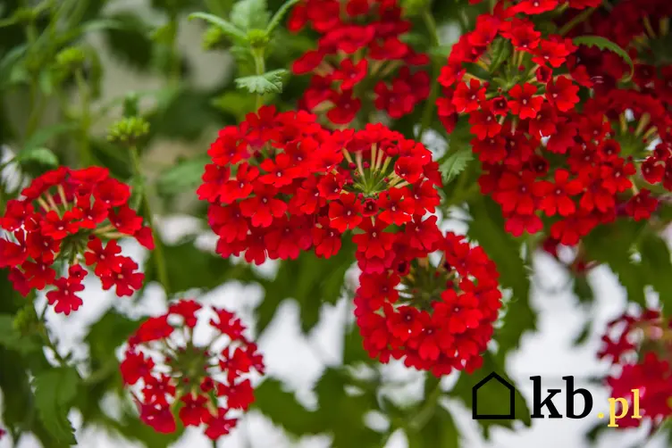 Kwiat pelargonia bluszczolistna czerwona zwisająca, a także sadzenie, sadzonki i cena