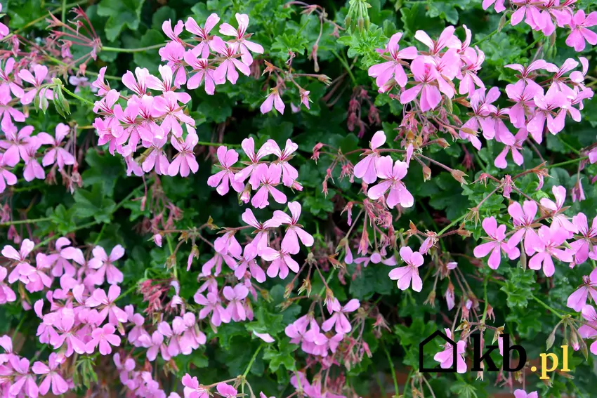 Pelargonia bluszczolistna w kwitnieniu