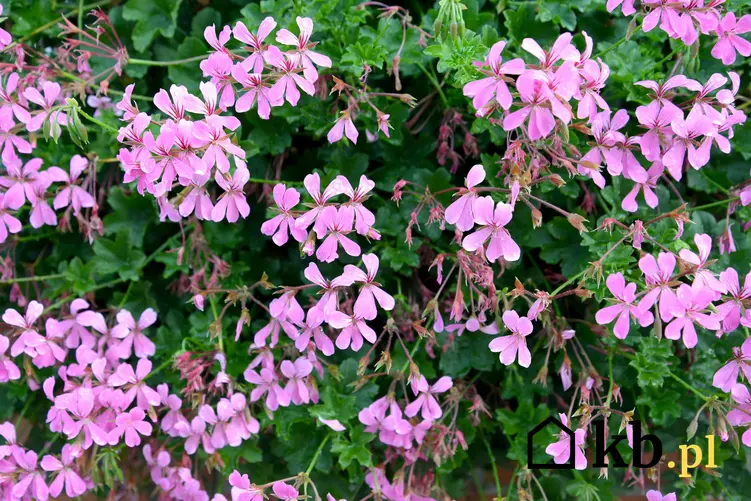 Kwiat pelargonia bluszczolistna w czasie kwitnienia, a także jej uprawa i pielęgnacja