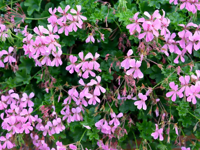 Pelargonia bluszczolistna - odmiany i uprawa