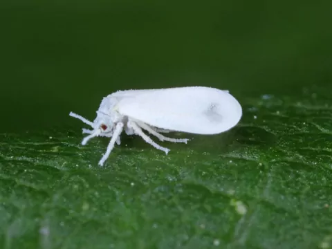 Najlepsze sposoby na zwalczanie mączlika