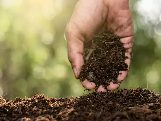 Najlepsze naturalne nawozy do ogródka