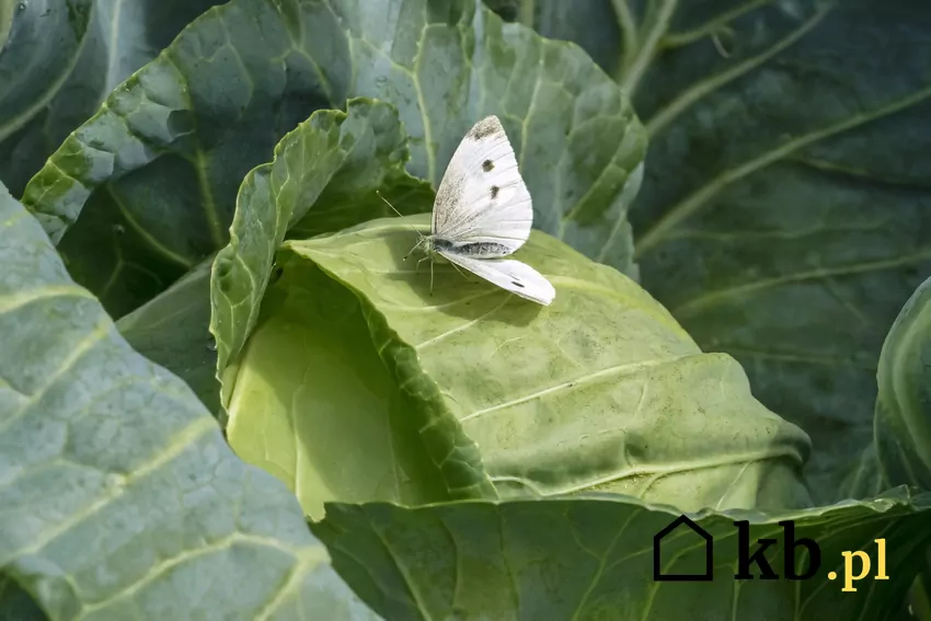 Motyl bielinek kapustnik na liściu