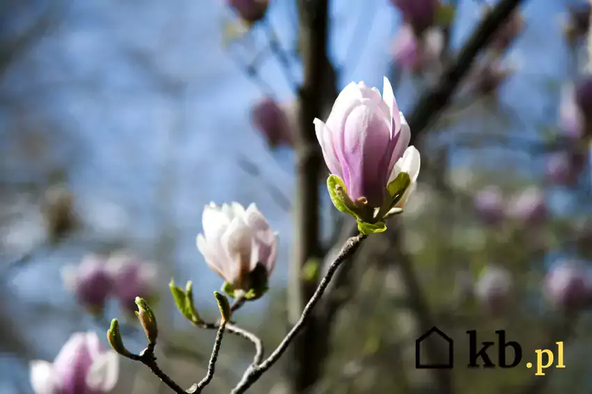 Kwitnąca magnolia w ogrodzie