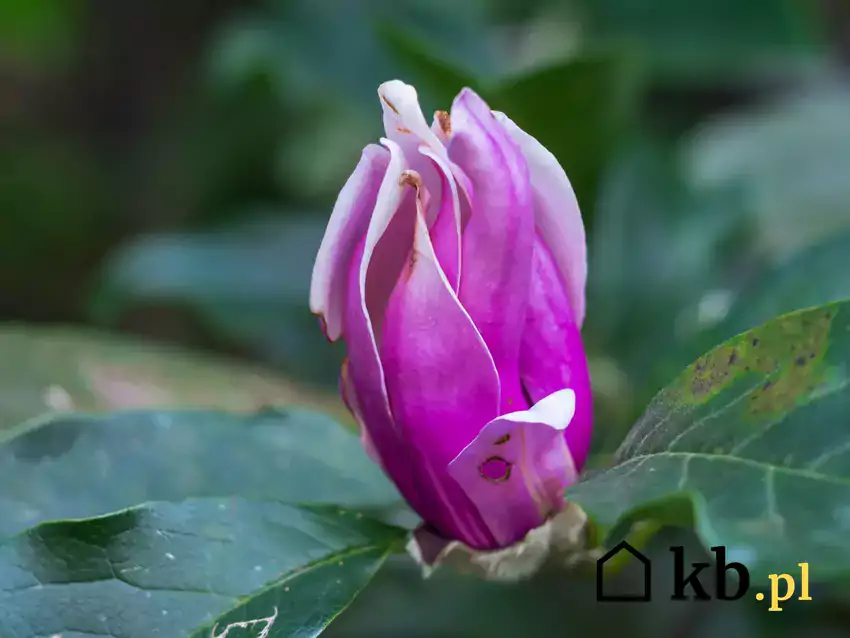 Choroby magnolii - porażony kwiat