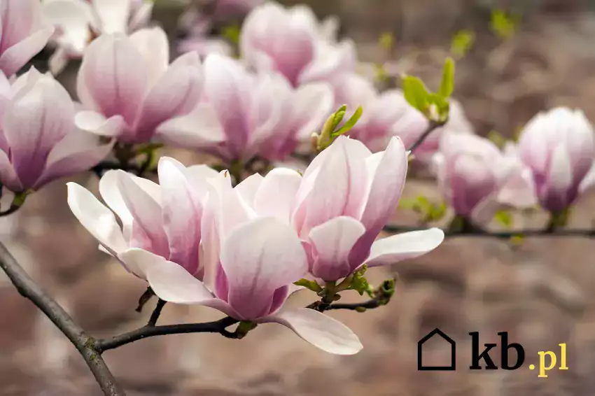 Kwiaty magnolii z bliska.