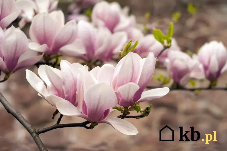 Krzew magnolii i zbliżenie na jego kwiaty, a także ciekawe odmiany magnolii i ich uprawa