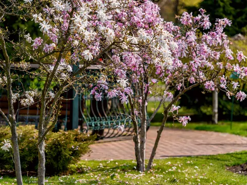 5 ciekawych odmian magnolii