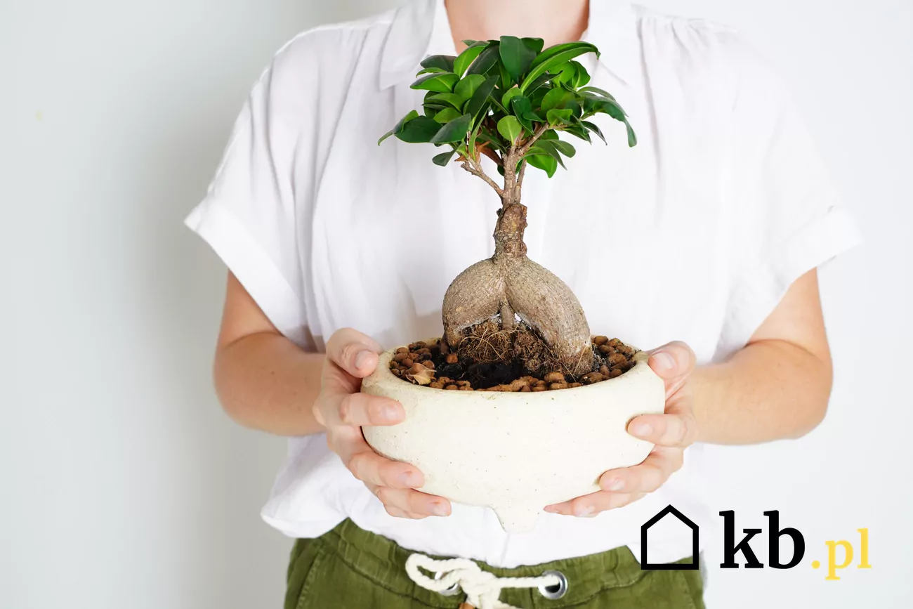 Ficus microcarpa ginseng (figowiec tpy) - pielgnacja, podlewanie, cena