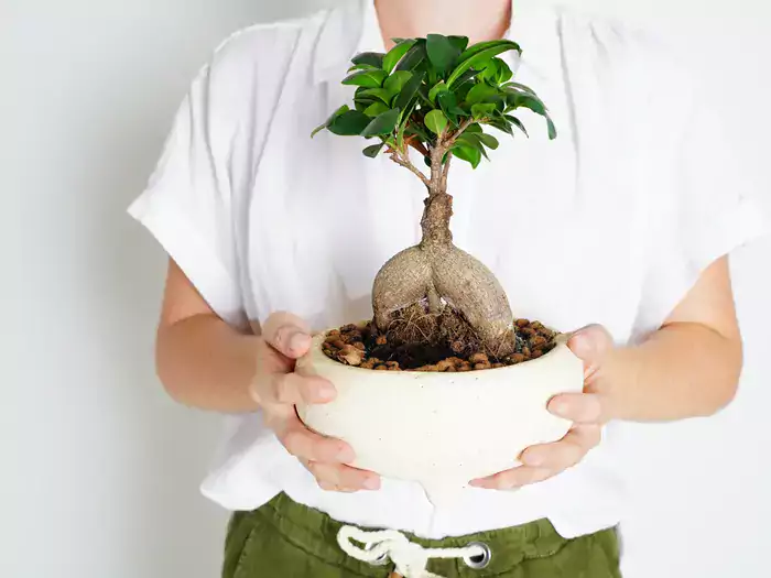 Ficus microcarpa ginseng - pielęgnacja i cena