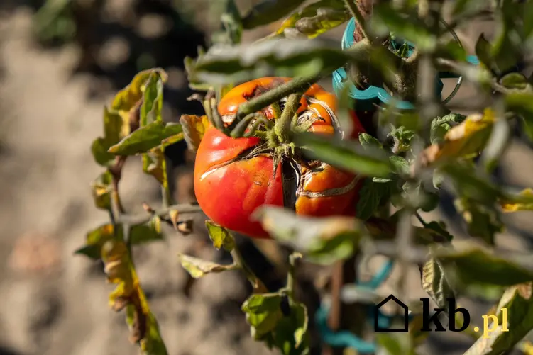 Rak bakteryjny pomidora, a także inne choroby pomidorów, zwalczanie, opryski i środki chemiczne na choroby roślin