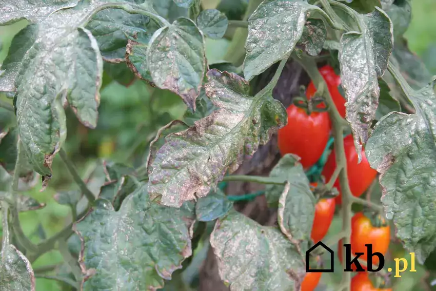 Schorzenia liści pomidorów i zwalczanie