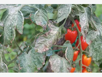 Ilustracja artykułu 6 najczęściej spotykanych chorób pomidorów i ich zwalczanie