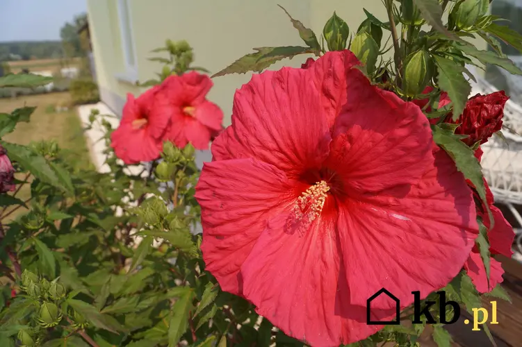 Hibiskus bagienny (ketmia błotna) o czerwonych kwiatach w ogrodzie, a także uprawa, pielęgnacja, wymagania, sadzenie