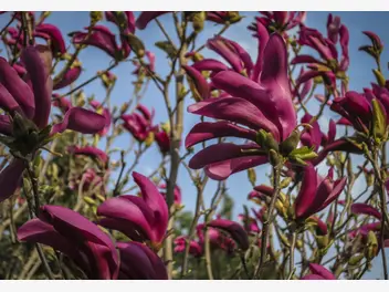Ilustracja artykułu magnolia ‘susan’ krok po kroku – uprawa, wymagania, przyrosty, porady