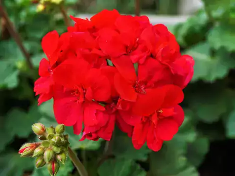 Pelargonia Calliope - uprawa i pielęgnacja