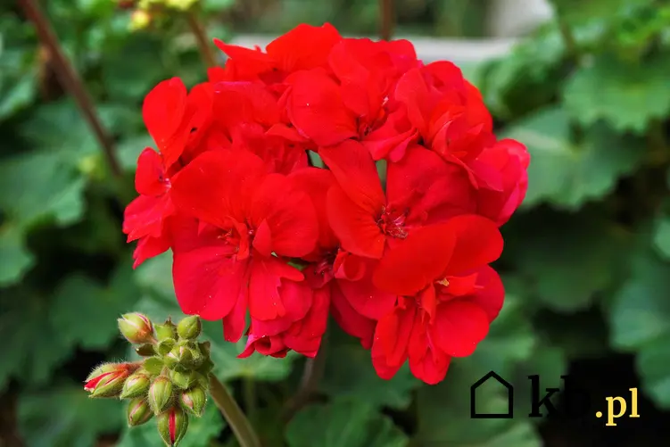 Pelargonia Calliope o dużych czerwonych kwiatach w doniczce, a także jej uprawa, pielęgnacja i porady dla ogrodników