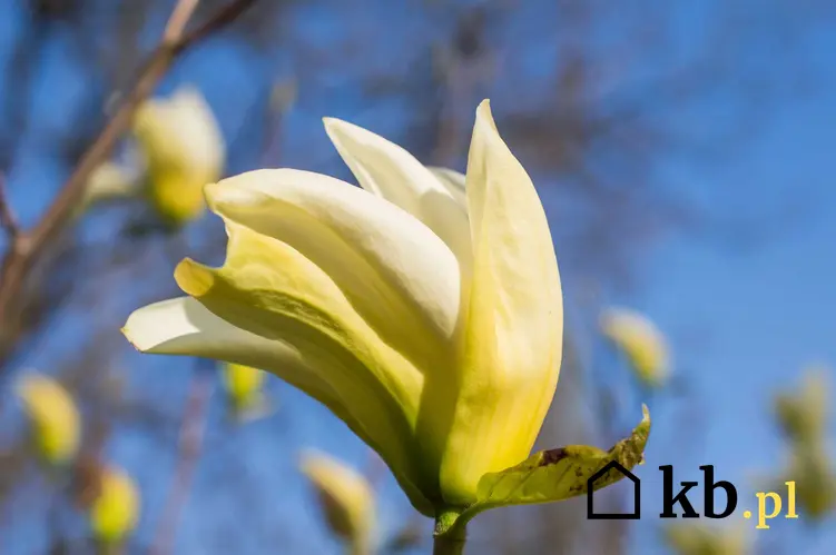 Magnolia o żółtym kolorze kwiatów, a także cena sadzonki żółtej magnolii, wielkość, koszt i odmiany o żółtych kwiatach
