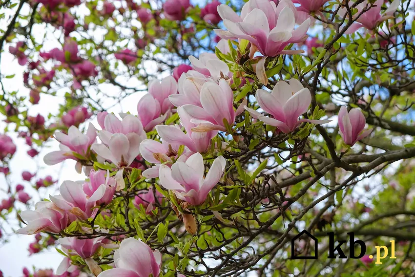 Magnolia o różowych kwiatach w ogrodzie