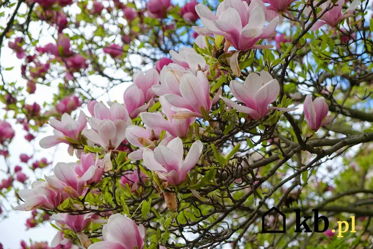 Magnolia o różowych kwiatach rosnąca w ogrodzie, a także ceny magnolii krok po kroku, czyli ile kosztuje magnolia, a także odmiany magnolii, sadzonki magnolii, wielkość i koszt