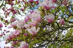 Koszt drzewka magnolii krok po kroku