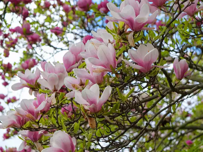 Koszt drzewka magnolii krok po kroku