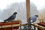 Skuteczne metody odstraszania gołębi