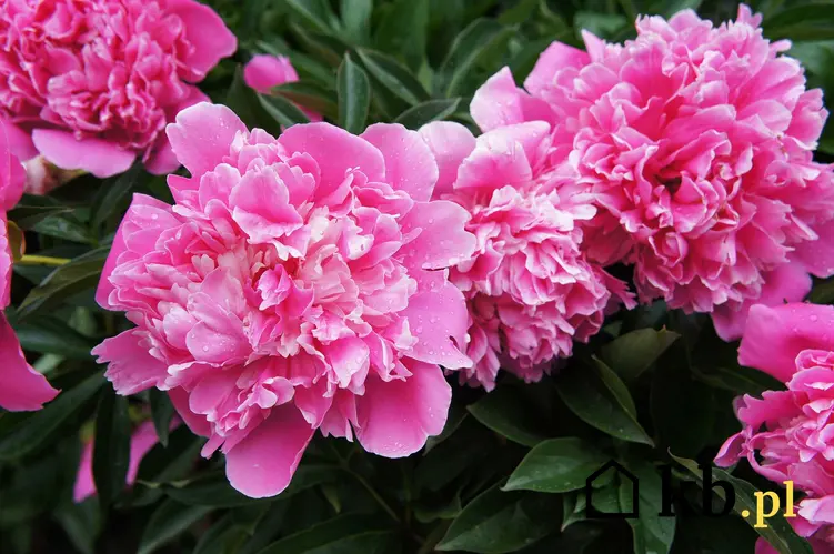 Piwonia w ogrodzie o różowych pełnych kwiatach, a także uprawa, pielęgnacja, popularne gatunki, najlepsze odmiany, porady