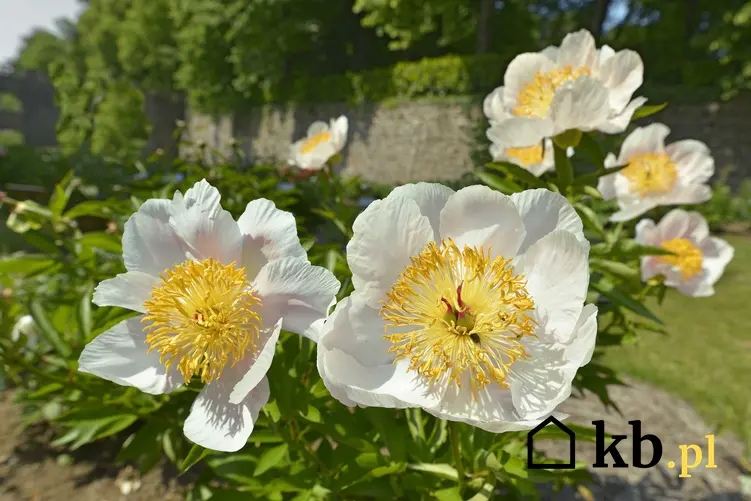 Piwonia o białych kwiatach na krzewie rosnącym w ogrodzie, a także informacje o roślinie, właściwości, pielęgnacja, zastosowanie lecznicze oraz uprawa
