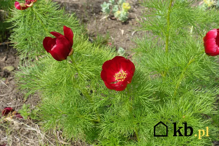Czerwone kwiaty na tle koperkowych liści, a także piwonia koperkowa w ogrodzie krok po kroku, ceny, sadzenie, sadzonki