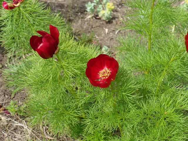 Piwonia koperkowa: ceny, uprawa, pielęgnacja