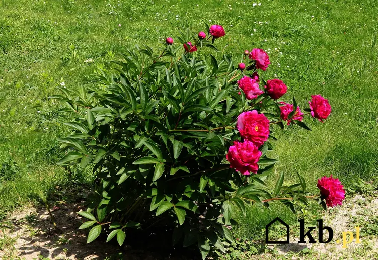 Piwonie o różowych kwiatach w ogrodzie, a także jak i kiedy przesadzać piwonie krok po kroku, sadzenie, sadzonki i rozmnażanie piwoni