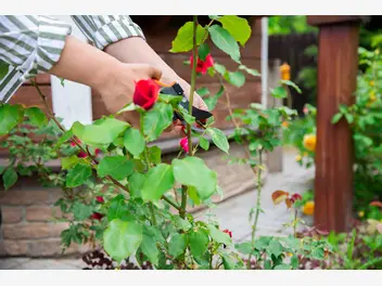 Ilustracja artykułu kiedy i jak przycinać róże? praktyczny poradnik podcinania różnych gatunków róż