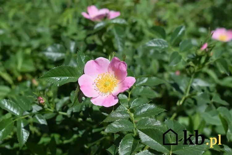 Kwiaty dzikiej róży na niewielkim zielonym krzewie, a także zastosowanie rośliny, właściwości lecznicze, smak i uprawa w ogrodzie