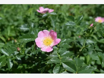 Ilustracja artykułu dzika róża bez tajemnic - zastosowanie, właściwości, możliwości sadzenia w ogrodzie