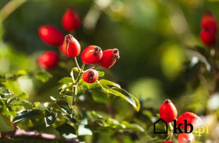 Owoce dzikiej róży na krzewie, a także zastosowanie w kuchni, właściwości zdrowotne, smak, uprawa w ogrodzie i pielęgnacja