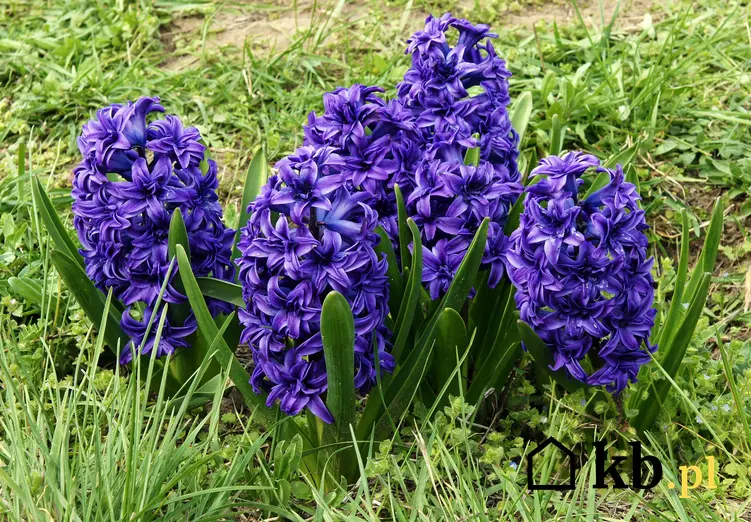 Hiacynt w czasie kwitnienia oraz inne kwiaty wiosenne do ogrodu i pierwsze wiosenne kwiaty na działce