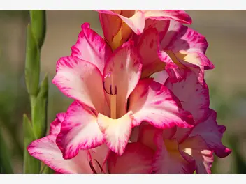 Ilustracja artykułu gladiole (mieczyki) - sadzenie cebulek, uprawa, pielęgnacja, porady