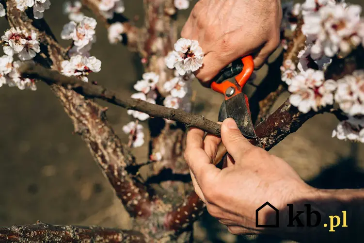 Przycinanie starych pędów kwitnących wiśni, a także przycinanie drzew owocowych w ogrodzie krok po kroku