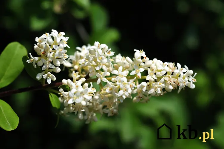 Ligustr w czasie kwitnienia, a także inne najpiękniejsze kwiaty do ogrodu, czyli polecane kwiaty ogrodowe, krzewy ozdobne i byliny