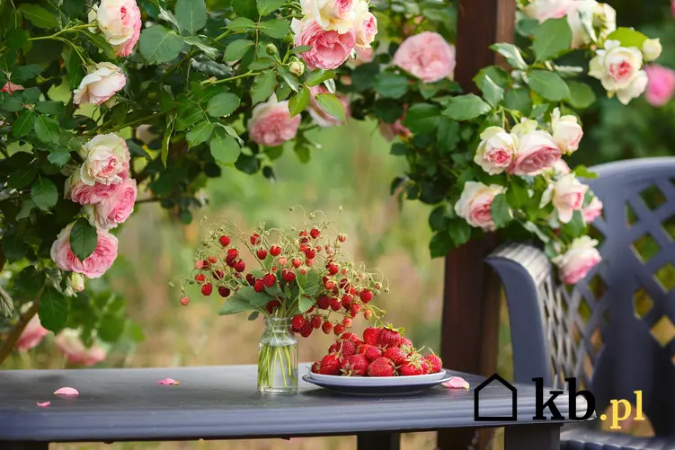 Róże Eden Rose pnące w ogrodzie na pergoli na altanie, a także uprawa, pielęgnacja, cena oraz opinie o odmianie