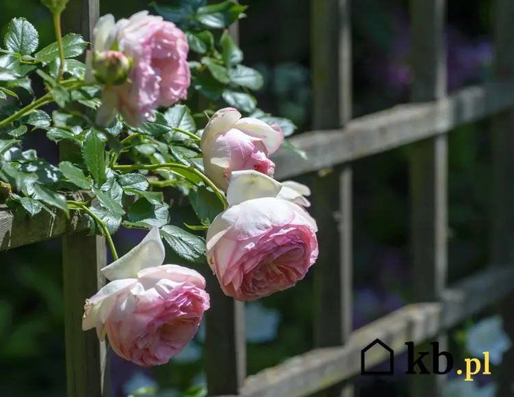 Różowo-białe róże pnące Eden Rose na kratce przy altanie, a także opis odmiany, opinie, uprawa, pielęgnacja oraz cena sadzonek