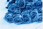 Niebieskie róże: fakty i znaczenie