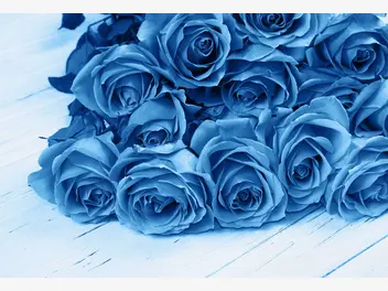 Ilustracja artykułu czy istnieje niebieska róża? jakie ma znaczenie? poznaj ciekawe fakty