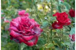 Choroby róż i ich zwalczanie