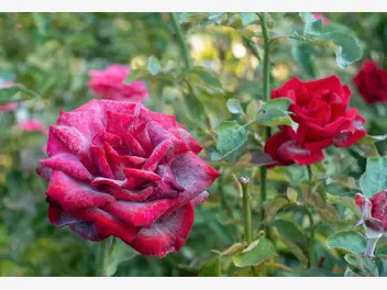 Ilustracja artykułu najczęstsze choroby róż i sposoby ich zwalczania